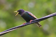 starling-216086_1280