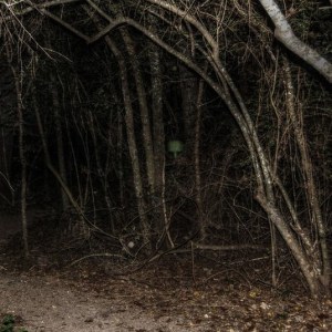 Unedited forest image by Jerald Jackson, titled 'after you.....'