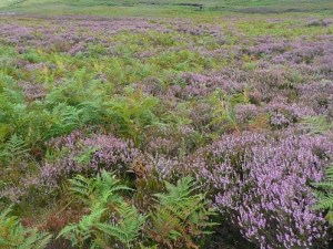 Copyright Humphrey Bolton