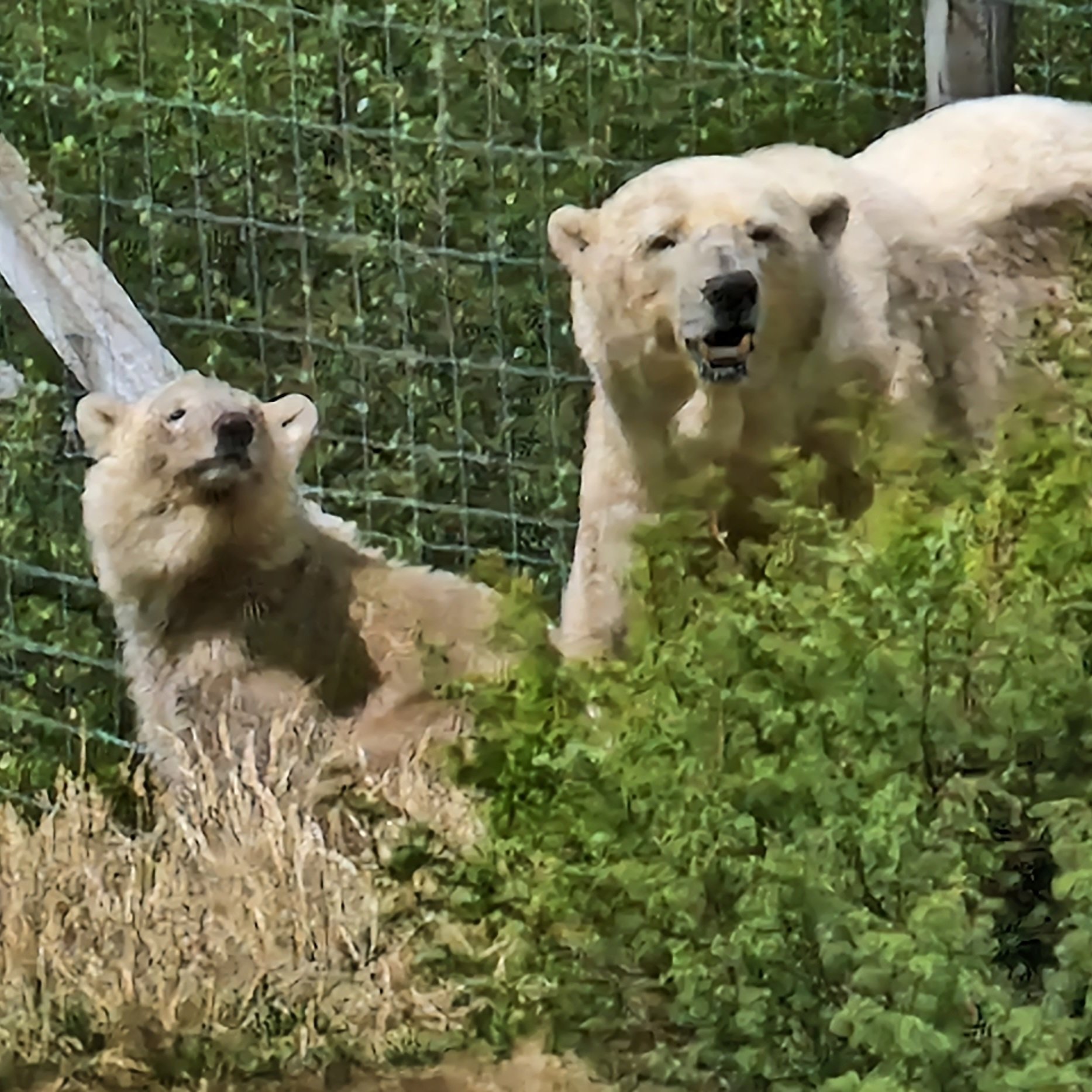 polar bear and cub scotland highland safari